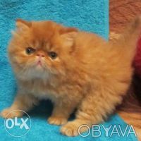 Персидский котик красного окраса экстремального типа, очень пуховой, толстенький. . фото 3