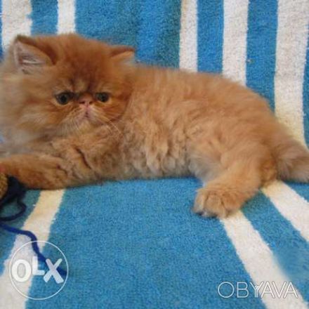 Персидский котик красного окраса экстремального типа, очень пуховой, толстенький. . фото 1