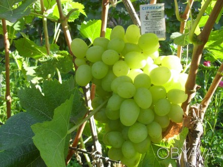 Продам саженцы винограда. Сорта: Надежда АЗОС и белый винный Кристалл. 
 Саженц. . фото 1