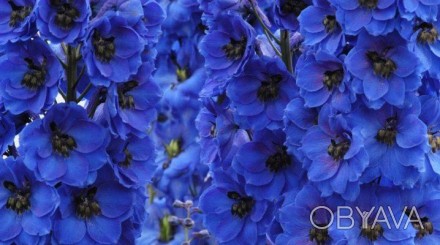 Дельфініум синій - багаторічний вид. Основне забарвлення квіток синій або синьо-. . фото 1
