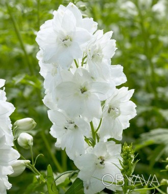 Дельфініум білий - багаторічна трав'яниста рослина, що характеризується високим . . фото 1