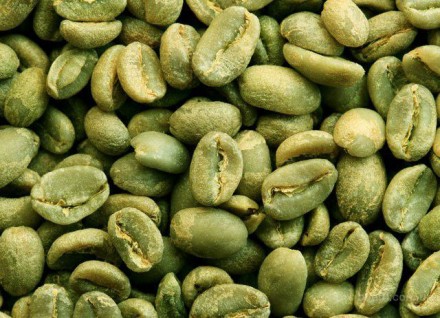 Зеленый кофе в зернах Arabica Plantation из Индии. Днепр. фото 1 Зеленый кофе в зернах Arabica Plantation из Индии. Днепр. фото 1