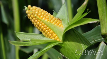 ФГ МАКСИМОВИЧ реалізує з господарства кукурудзу в кількості 500т. Всі показники . . фото 1