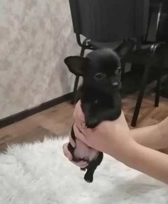 Щенки чихуахуа мини мальчик и девочка. . фото 5 Щенки от хороших породистых родителей. Клеймо не ставили и ставить не будем,из-з. . фото 5
