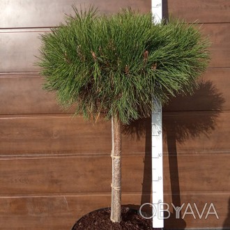 Сосна черная Брепо / Pinus nigra Brepo
Это прекрасная карликовая форма сосны, об. . фото 1