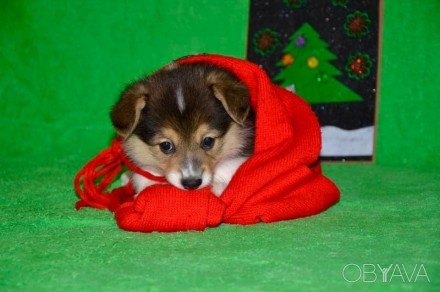 Цуценя вельш коргі пемброк. Винница. фото 1 Цуценя вельш коргі пемброк. Винница. фото 1