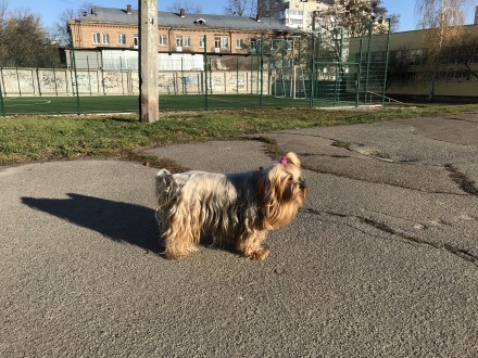 Щенки Ёрк Стандарт и средний 04 12 будет два месяца. Киев. фото 1 Щенки Ёрк Стандарт и средний 04 12 будет два месяца. Киев. фото 1