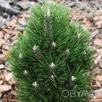 Сосна черная Ричард / Pinus nigra Richard
Декоративный сорт сосны с правильной в. . фото 1
