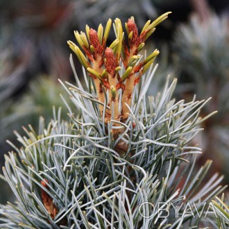 Сосна мелкоцветная Блю Гиант / Pinus parviflora Blue Giant
Красивое медленнораст. . фото 1
