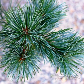 Сосна японская Глаука / Pinus parviflora Glauca
Медленнорастущее дерево, которое. . фото 1
