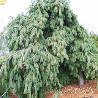 Сосна веймутова Пендула / Pinus strobus Pendula 
Сосна оригинальной плакучей фор. . фото 1