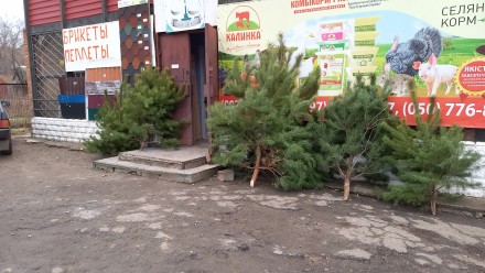 Елочный базар Приазовья, очень пушистая сосна, на любой вкус и бюджет.... Приазовское. фото 1 Елочный базар Приазовья, очень пушистая сосна, на любой вкус и бюджет.... Приазовское. фото 1