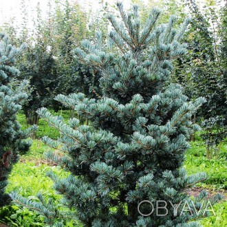 Сосна японская Сапфир / Pinus parviflora Saphir
Этот невысокий сорт вырастает пр. . фото 1