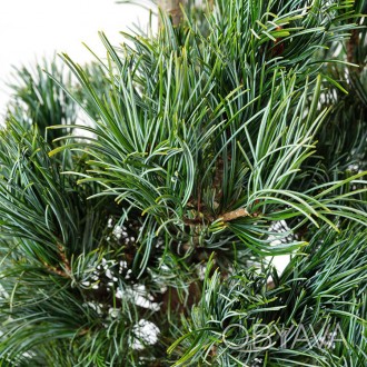 Сосна японская Темпелхоф / Pinus parviflora Tempelhof 
Небольшое хвойное деревце. . фото 1