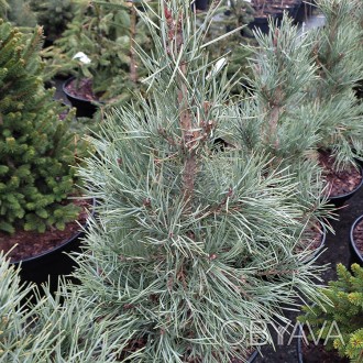 Сосна обыкновенная Чантри Блю / Pinus sylvestris Chantry Blue
Хвойное дерево пра. . фото 1