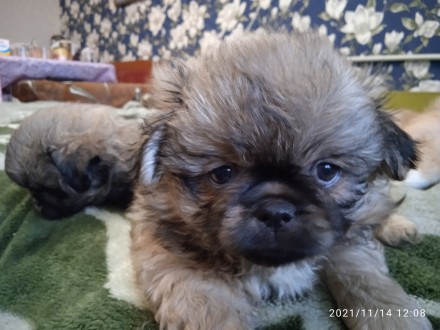 Продам королівського пекінеса.. Хмельницкий. фото 1 Продам королівського пекінеса.. Хмельницкий. фото 1