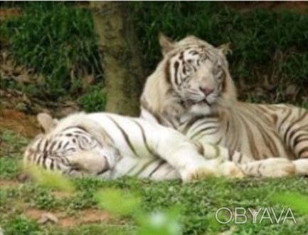 Алмазна картина HX227 "Відпочинок білих тигрів", розміром 30х40 см Работаем с 20. . фото 1