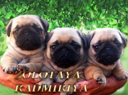 Шикарные дети мопса! ПИТОМНИК. Киев. фото 1 Шикарные дети мопса! ПИТОМНИК. Киев. фото 1