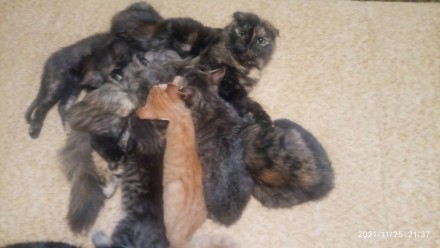 Отдам котят. Житомир. фото 1 Отдам котят. Житомир. фото 1