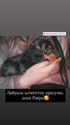 Дуже гарні таксята. Постійна продажа. Чернівці. фото 1 Дуже гарні таксята. Постійна продажа. Чернівці. фото 1