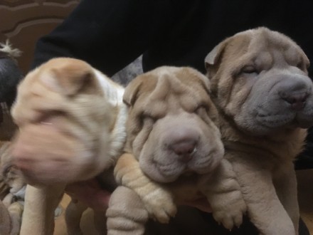 SHAR PEI – Шарпей -- плюшевые мишки. Авдеевка. фото 1 SHAR PEI – Шарпей -- плюшевые мишки. Авдеевка. фото 1