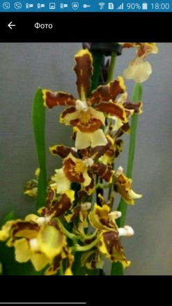 Продам красивую орхидею подростка от этой орхидеи.Растет в хорошем грунте с отли. . фото 2