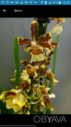 Продам красивую орхидею подростка от этой орхидеи.Растет в хорошем грунте с отли. . фото 1