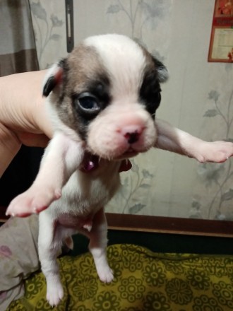 Красивые щенки метис французского бульдога родились 24.11.21. 4 девочки и 2 маль. . фото 4