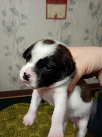 Красивые щенки метис французского бульдога родились 24.11.21. 4 девочки и 2 маль. . фото 5