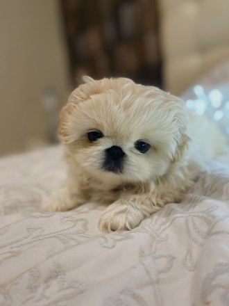 Королівський пекінес, дуже ніжна та красива дівчинка❤️. Ровно. фото 1 Королівський пекінес, дуже ніжна та красива дівчинка❤️. Ровно. фото 1