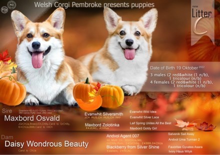 Corgi Pembroke puppi. Киев. фото 1 Corgi Pembroke puppi. Киев. фото 1