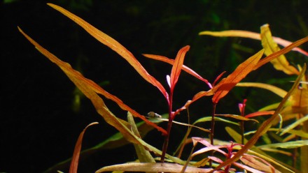 Продам аквариумные растения
Полигонум (Polygonum sp. Sao Paolo). Очень простое . . фото 3
