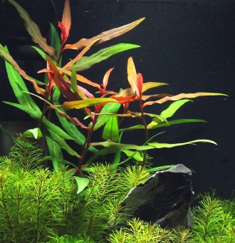 Продам аквариумные растения
Полигонум (Polygonum sp. Sao Paolo). Очень простое . . фото 2