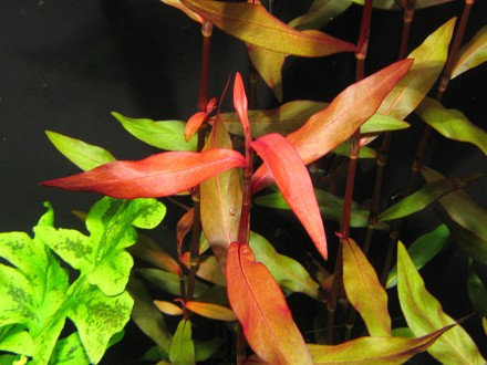 Продам аквариумные растения
Полигонум (Polygonum sp. Sao Paolo). Очень простое . . фото 4