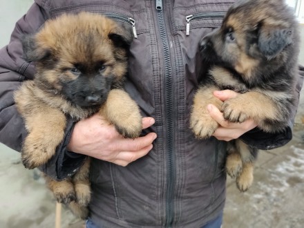 Продам щенят німецької вівчарки. Черкассы. фото 1 Продам щенят німецької вівчарки. Черкассы. фото 1