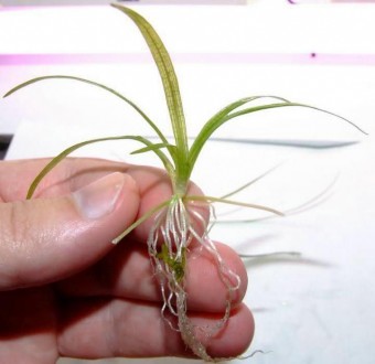Продам самые красивые аквариумные растения
Сагиттария (Sagittaria subulata) обр. . фото 4