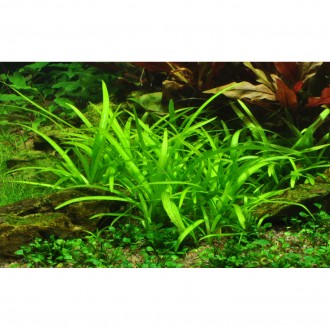 Продам самые красивые аквариумные растения
Сагиттария (Sagittaria subulata) обр. . фото 3