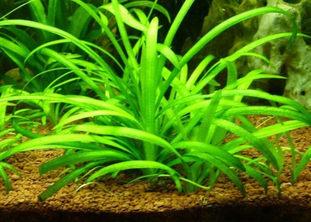 Продам самые красивые аквариумные растения
Сагиттария (Sagittaria subulata) обр. . фото 5