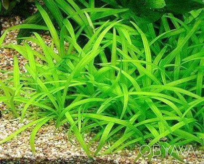 Продам самые красивые аквариумные растения
Сагиттария (Sagittaria subulata) обр. . фото 1