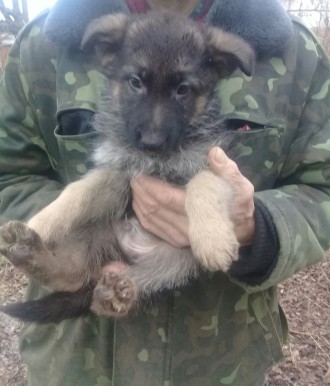 Маленькие и игривые щенки немецкой овчарки ждут своих хозяев.. Каменец-Подольский. фото 1 Маленькие и игривые щенки немецкой овчарки ждут своих хозяев.. Каменец-Подольский. фото 1