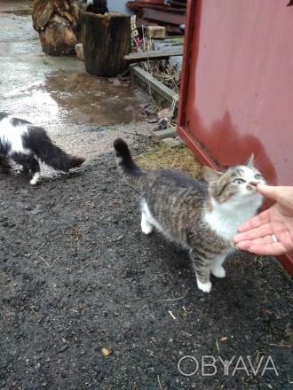 Отдам котиков в хорошие руки за вкусняшку кошечке либо игрушку для них либо что . . фото 1