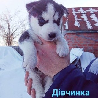 Продаются маленькие хасята в хорошие и любящие руки, голубоглазые, проглистованы. Полтава. фото 1 Продаются маленькие хасята в хорошие и любящие руки, голубоглазые, проглистованы. Полтава. фото 1