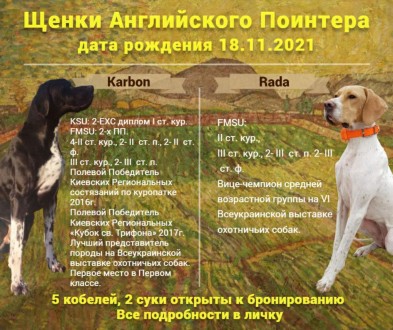 Английский Пойнтер. Щенки. Рабочие родители.. Одесса. фото 1 Английский Пойнтер. Щенки. Рабочие родители.. Одесса. фото 1