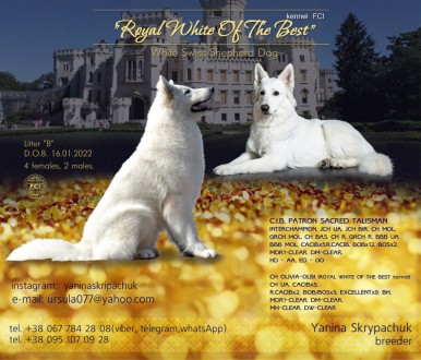 Щенки белой швейцарской овчарки от питомника "Royal White of the Best. Киев. фото 1 Щенки белой швейцарской овчарки от питомника "Royal White of the Best. Киев. фото 1