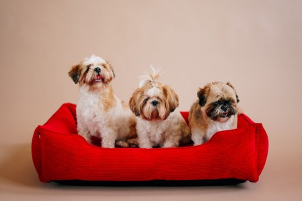 Каркасный вельветовый лежак Dreamer Velvet для собак с бортами со съемным чехлом. . фото 3