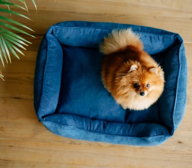 Каркасный вельветовый лежак Dreamer Velvet для собак с бортами со съемным чехлом. . фото 5