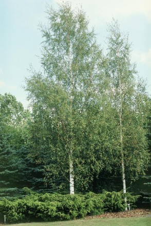 Береза повисла Далекарлика (Betula pendula Dalecarlica) - листяне дерево з витон. . фото 2