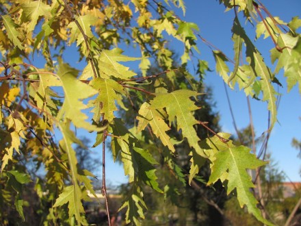 Береза повисла Далекарлика (Betula pendula Dalecarlica) - листяне дерево з витон. . фото 6
