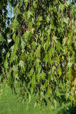 Береза повисла Далекарлика (Betula pendula Dalecarlica) - листяне дерево з витон. . фото 3