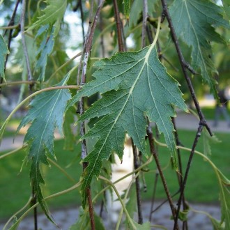 Береза повисла Далекарлика (Betula pendula Dalecarlica) - листяне дерево з витон. . фото 4